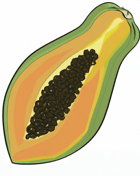 drawing of a papaya sliced in half